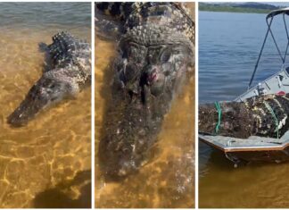 Turistas encontram jacaré gigante morto boiando no Rio Araguaia; VÍDEO