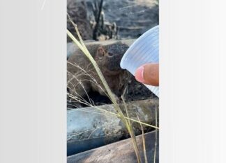 VÍDEO: vendedor viraliza ao dar água para animal silvestre que fugia de incêndio florestal