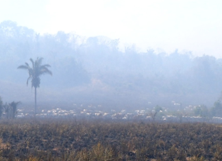 Gado fica desnorteado e ‘andando na cinza’ após incêndio devastar zona rural de cidade no Tocantins