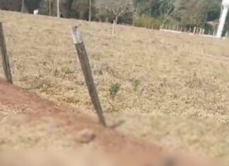 Motociclista morre após bater em cavalo que invadiu avenida
