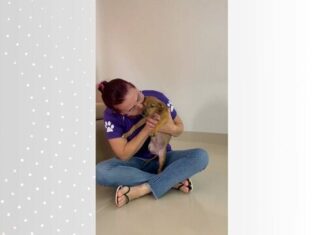 Cadela que teve pata amputada após agressão com vassoura volta a correr: ‘Em alguns dias estará prontinha para adoção’