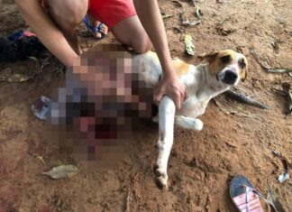 Suspeito de ferir cachorro que urinou em roda de carro vai responder por maus-tratos, diz polícia