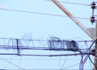 Arara fica presa em emaranhado de fios em poste e moradores temem levar choque: ‘Evito passar perto’