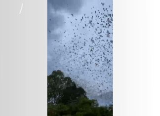 Revoada de andorinhas faz espetáculo nos céus de Palmas; VÍDEO
