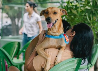 Prefeitura aumenta número de vagas para castração de cães e gatos; veja como agendar