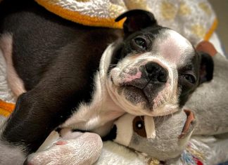 Voo internacional e cachorro com diarreia: família vive perrengue em primeira viagem com pet