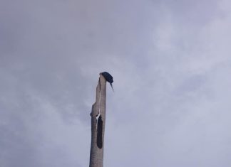 Filhote de arara cai de ninho em avenida de Palmas e é resgatado por moradores