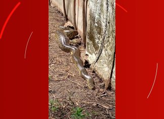Dona de chácara encontra sucuri de quase três metros perto de galinheiro após ouvir latidos de cachorros; VÍDEO