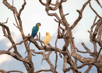 Terceira aparição de arara-canindé de cor diferente instiga pesquisadores no Tocantins