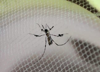 Força-tarefa monitora risco de febre amarela em região onde peruano foi infectado