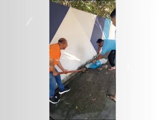 Sucuri enrolada em motocicleta na frente de escola é capturada por diretor e motorista da unidade: ‘Fazer do medo a coragem’