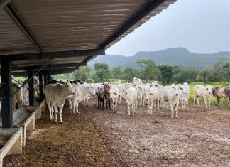 Cabeças gado avaliadas em R$ 93 mil são devolvidas ao proprietário após furto em fazenda
