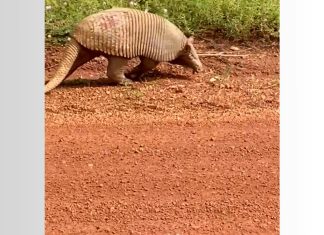 Tatu gigante flagrado atravessando estrada é solitário e tem hábitos noturnos, explica biólogo