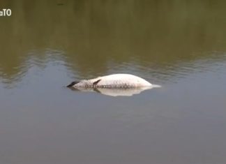 VÍDEO: Morador registra ‘última homenagem’ de peixes após pirarucu de 100 kg ser encontrado morto em lago de parque