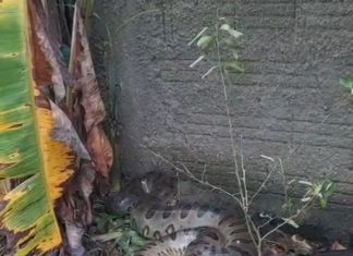Cobra de três metros entra em quintal de casa e come galinhas que eram criadas por moradores; VÍDEO