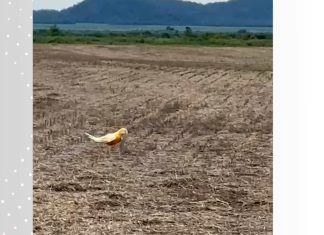 Arara-canindé com coloração rara chama atenção em lavoura do Tocantins: ‘Mutações genéticas’