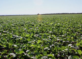Funcionário é suspeito de desviar 65 toneladas de soja de fazenda e vender carga por R$ 100 mil