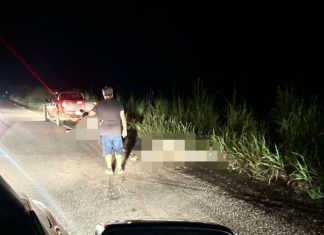Carro fica destruído após acidente que matou bois da raça nelore na TO-070