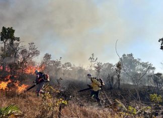 Tocantins registra mais de quatro mil focos de queimadas desde o início de 2025