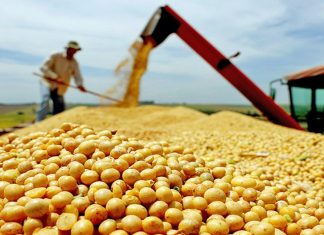 Com expectativa de crescimento, produção da safra de grãos tem estimativa de 8,4 milhões de toneladas no Tocantins em 2025