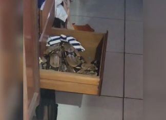 Morador encontra jiboia dentro de gaveta do guarda-roupa: ‘Muito assustado pelo perigo’