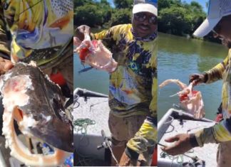 Liberação de sangue na água pode ter atraído piranhas que devoraram peixe fisgado por casal em lago, diz bióloga