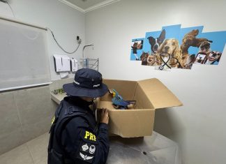 Arara-canindé tem asa amputada em cirurgia após ser encontrada ferida na BR-153