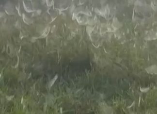 ‘Parece até uma praga’: produtor encontra pasto completamente coberto com teias de aranha; veja vídeo
