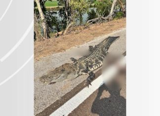 Jacaré-açu de mais de 2 metros morre atropelado na BR-242; vídeo