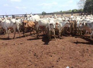 Mais de 100 cabeças de gado furtadas em Goiás são localizadas no interior do Tocantins; parte do rebanho morreu