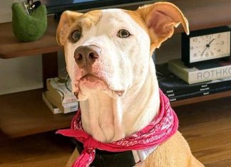 A música acalma os animais?