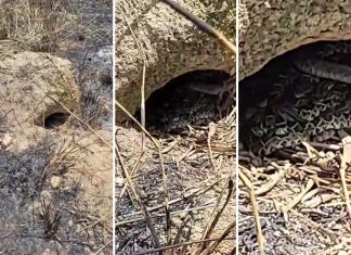 Ninho de cascavel encontrado no TO tinha 14 filhotes: ‘Nascem formados e têm veneno’, diz veterinária