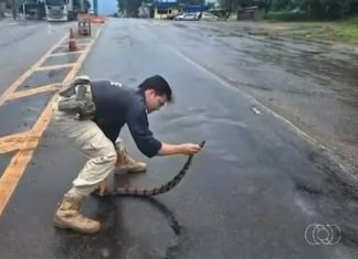 Mais de 700 animais foram atropelados em rodovias federais do Tocantins nos últimos cinco anos, diz PRF