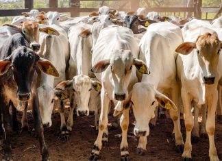 Gerente de fazenda castra rebanho de gado do vizinho sem permissão e causa prejuízo de R$ 70 mil, diz polícia