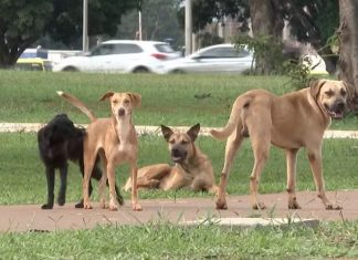 Quem abandonar animais domésticos no Tocantins poderá ser multado em R$ 10 mil; entenda