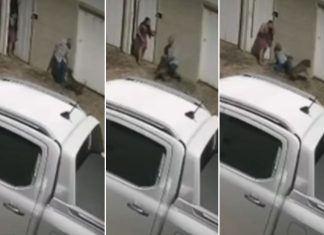 Veja o que se sabe sobre ataque de pitbull que deixou idoso gravemente ferido em Palmas