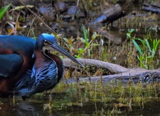 Garça-da-mata rara é flagrada pescando no Parque Cesamar: ‘Ave muito discreta’