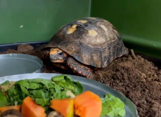 Jabuti encontrado embaixo de piso de casa é devolvido à natureza após sete meses de reabilitação