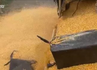 PRF apreende quase meia tonelada de cocaína em caminhão carregado de milho na BR-153