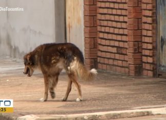 Abandono ou maus-tratos: entenda legislação que protege animais domésticos no Tocantins