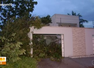 Temporal e ventania derrubam árvores e provocam estragos em quadras da região sul de Palmas; VÍDEO