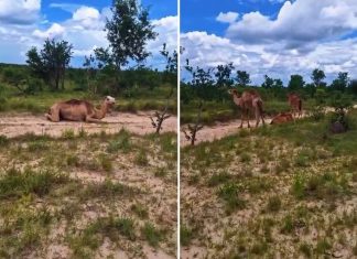 Camelos descansando em fazenda do Jalapão encantam a web; vídeo