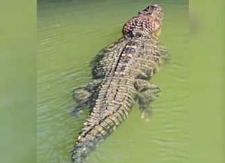Tranquilo e silencioso: veja características de jacaré gigante registrado em ilha do TO; VÍDEO