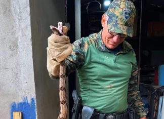 VÍDEO: jiboia de grande porte é capturada dentro de casa no Tocantins
