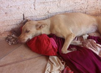 Atropelada em Guaraí, cadela de rua perde movimentos e precisa de cirurgias: ‘Se arrasta o dia todo’