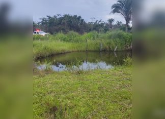 Idoso morto por abelhas no TO foi atacado por enxame migratório enquanto trabalhava em pastagem