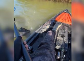 Jacaré gigante tenta levar peixe de anzol em ilha no TO e pescador reage com remo; VÍDEO