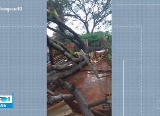 Temporal derruba árvores e destrói abrigo de cães em Palmas; VÍDEO