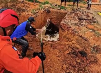 Égua prenha cai em fossa e é resgatada pelos bombeiros no Tocantins; VÍDEO
