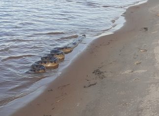 Alerta no Tocantins: Resgates de animais silvestres crescem 40% e área urbana concentra a maioria dos incidentes
